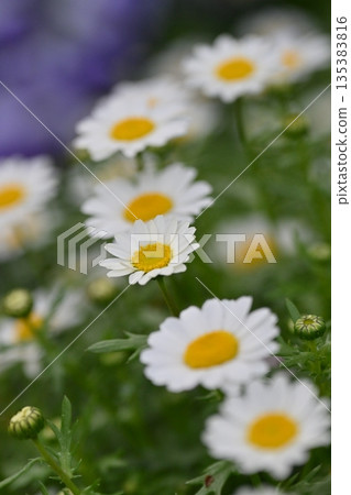 菊花，北極（菊花） 135383816