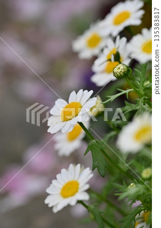 Chrysanthemum, North Pole (Chrysanthemum) 135383817