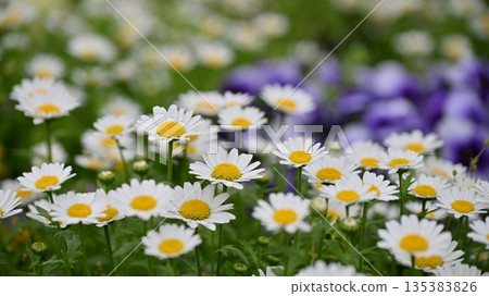 菊花,北極(菊花) 菊花,北極(菊花) 135383826