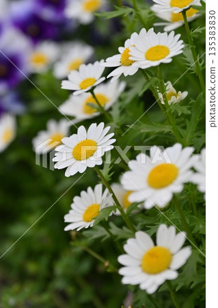 菊花,北極(菊花) 菊花,北極(菊花) 135383830