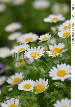 Chrysanthemum, North Pole (Chrysanthemum) Chrysanthemum, North Pole (Chrysanthemum) 135383831