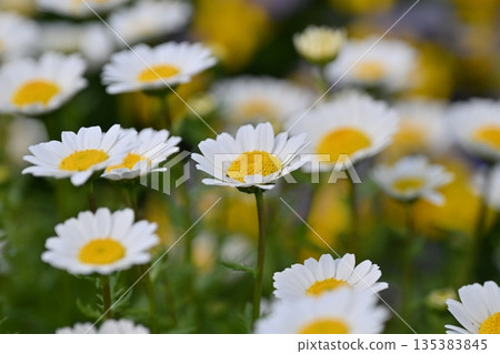 菊花,北極(菊花) 菊花,北極(菊花) 135383845