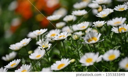 菊花,北極(菊花) 菊花,北極(菊花) 135383849