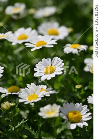 菊花，北極（菊花） 135383858