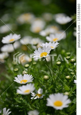 菊花，北極（菊花） 135383860