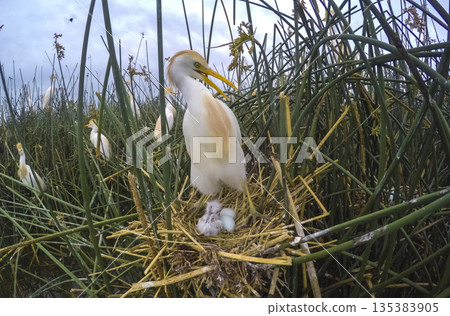 Cattle Egret, Bubulcus ibis, nesting, La Pampa Province, Patagonia, Argentina Cattle Egret, Bubulcus ibis, nesting, La Pampa Province, Patagonia, Argentina 135383905