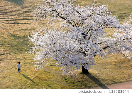 A child walking under cherry blossoms in full bloom | Long shadow A child walking under cherry blossoms in full bloom | Long shadow 135383944
