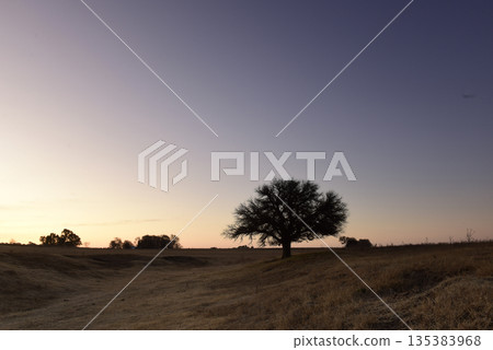 Flowered field in the Pampas Plain, La Pampa Province, Patagonia, Argentina. 135383968