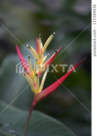 Heliconia bowlgeana Heliconia bowlgeana 135384036