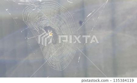 Spiderweb swaying in wind at garden with sunlight at background. Spider builds a cobweb outdoor. Beautiful nature scene on summer day. Concept of wildlife. Slow motion 135384119
