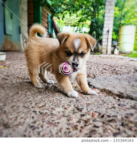 A small brown and white dog is playing with a pink and white toy A small brown and white dog is playing with a pink and white toy 135384163