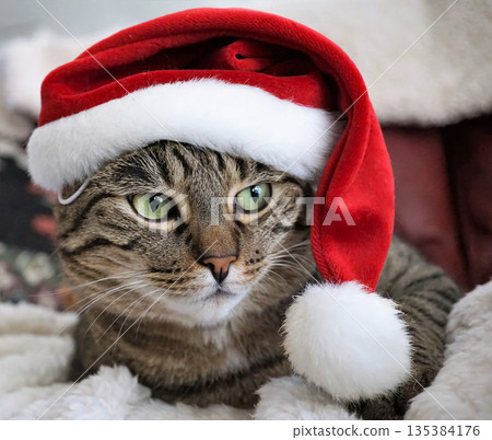 A cat wearing a red Santa hat A cat wearing a red Santa hat 135384176