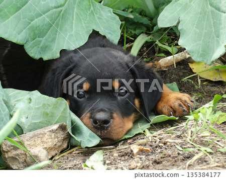 A Rottweiler puppy is lying on the grass. A Rottweiler puppy is lying on the grass. 135384177