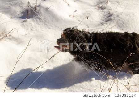 Cavalier King charlies spaniel climbing up the mountain in the snow. Cavalier King charlies spaniel climbing up the mountain in the snow. 135385137
