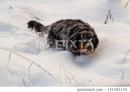 A King charles cavalier covered with snow A King charles cavalier covered with snow 135385139
