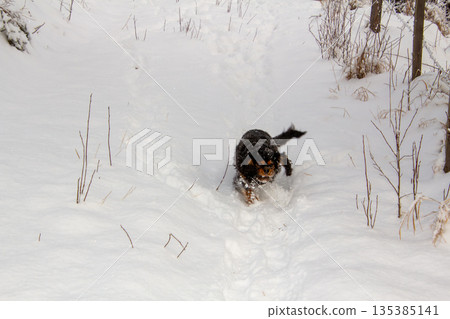 Male king charles cavalier running and playing in the snow 135385141