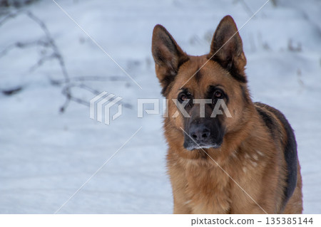 German shepherd in the snow on the mountain 135385144