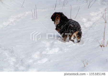 A King charles cavalier covered with snow 135385146