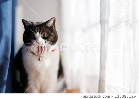 Yawning cat 135385159