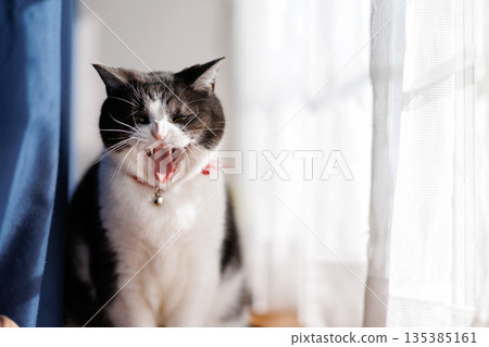 Yawning cat Yawning cat 135385161