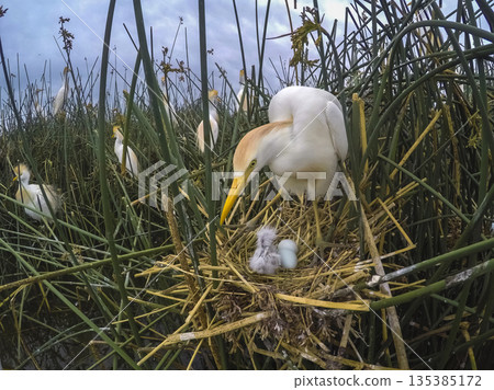 Cattle Egret, Bubulcus ibis, nesting, La Pampa Province, Patagonia, Argentina Cattle Egret, Bubulcus ibis, nesting, La Pampa Province, Patagonia, Argentina 135385172