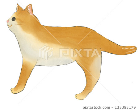 Hand-drawn illustration of a cute brown tabby cat looking to the side Hand-drawn illustration of a cute brown tabby cat looking to the side 135385179
