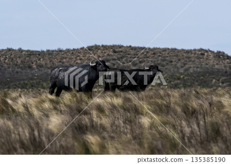 Water buffalo, Bubalus bubalis, species introduced in Argentina, La Pampa province, Patagonia. Water buffalo, Bubalus bubalis, species introduced in Argentina, La Pampa province, Patagonia. 135385190