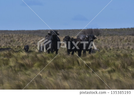 Water buffalo, Bubalus bubalis, species introduced in Argentina, La Pampa province, Patagonia. Water buffalo, Bubalus bubalis, species introduced in Argentina, La Pampa province, Patagonia. 135385193