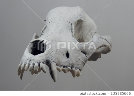 Teeth Of Upper Jaw Of A Dog Skull Floating In Air 135385666