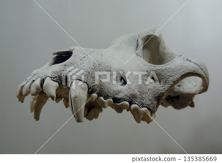 Floating Animal Skull Isolated Over White Background Floating Animal Skull Isolated Over White Background 135385669