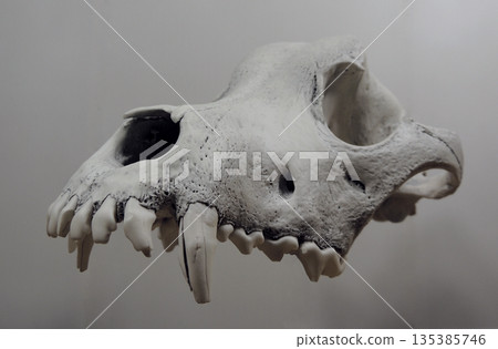 Floating Skull Of A Dog Without Lower Jaw Isolated Floating Skull Of A Dog Without Lower Jaw Isolated 135385746