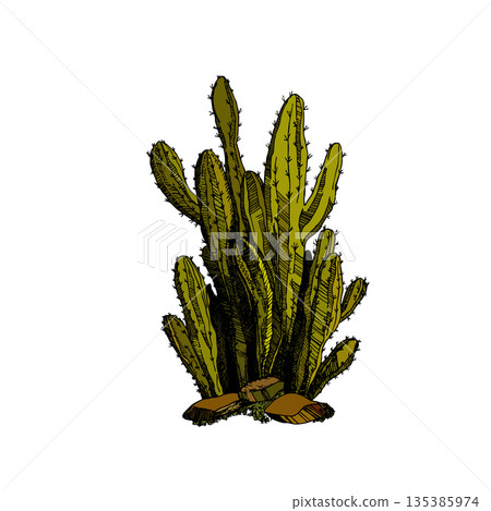 Tall succulent cactus with thorns isolated element. Vector drawing illustration for icon, game, packaging, banner. Wild west, western, cowboy concept Tall succulent cactus with thorns isolated element. Vector drawing illustration for icon, game, packaging, banner. Wild west, western, cowboy concept 135385974