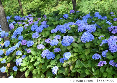 Blue Diamond (Hydrangea) Blue Diamond (Hydrangea) 135386099
