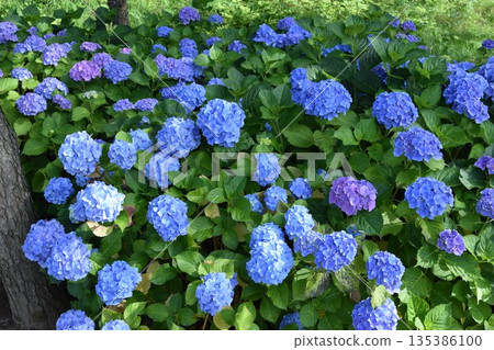 Blue Diamond (Hydrangea) 135386100