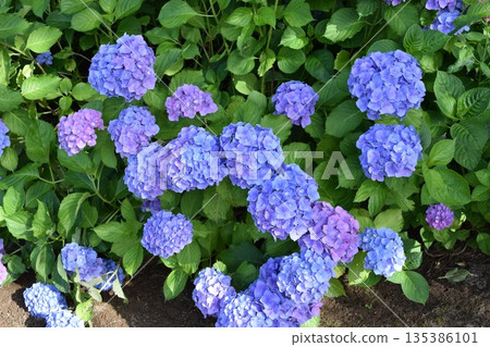 藍鑽(繡球花) 藍鑽(繡球花) 135386101