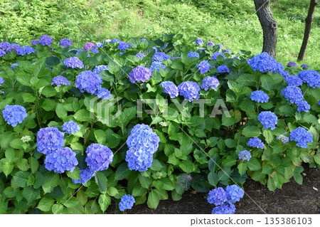 藍鑽(繡球花) 藍鑽(繡球花) 135386103