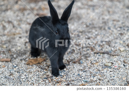 Okunoshima, a paradise for rabbits 135386160