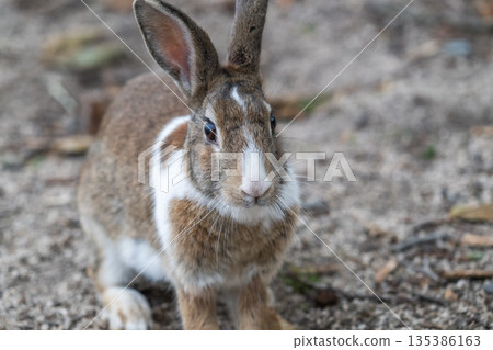 Okunoshima, a paradise for rabbits 135386163