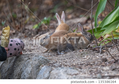 Okunoshima, a paradise for rabbits 135386164
