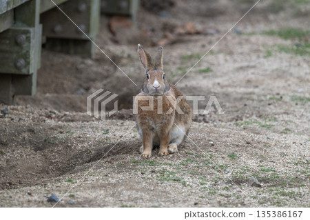Okunoshima, a paradise for rabbits Okunoshima, a paradise for rabbits 135386167