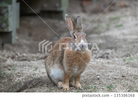 Okunoshima, a paradise for rabbits Okunoshima, a paradise for rabbits 135386168