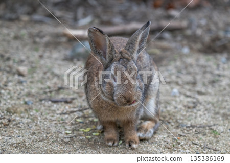 Okunoshima, a paradise for rabbits Okunoshima, a paradise for rabbits 135386169