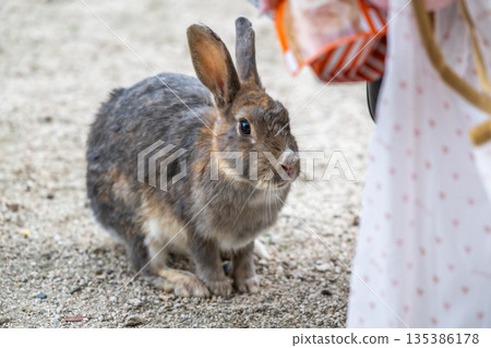 奧久野島，兔子的天堂 135386178