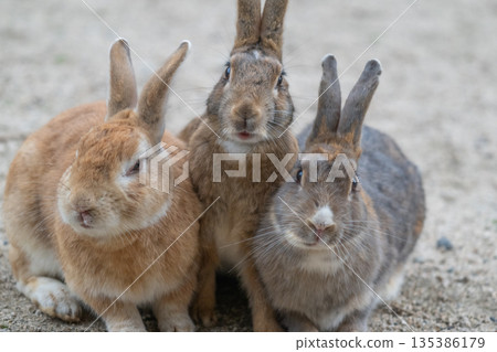 奧久野島，兔子的天堂 135386179