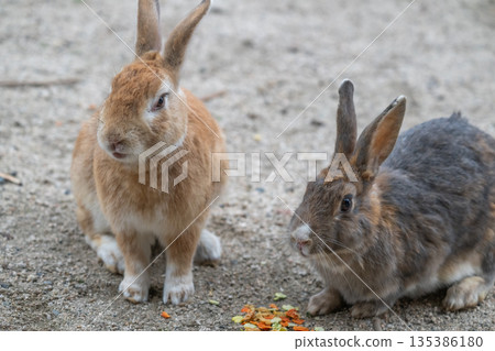 Okunoshima, a paradise for rabbits 135386180