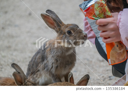 Okunoshima, a paradise for rabbits 135386184
