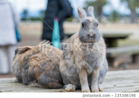Okunoshima, a paradise for rabbits Okunoshima, a paradise for rabbits 135386198