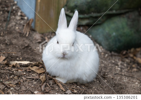 Okunoshima, a paradise for rabbits 135386201