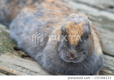 Okunoshima, a paradise for rabbits 135386213