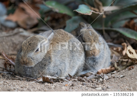Okunoshima, a paradise for rabbits 135386216
